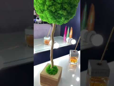 Video: Դեկորատիվ մամուռ՝ ամենաանհավակնոտ բույսը
