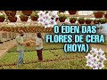 Conheça o REI das FLORES DE CERA / como cultivar Hoya
