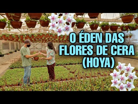 Vídeo: Sweetheart Hoya Care - Como cultivar uma planta de cera Sweetheart dentro de casa