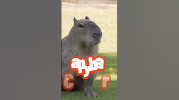 capybara cried |capybara scared part 13