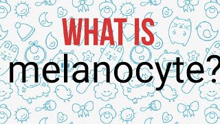 What is melanocyte?