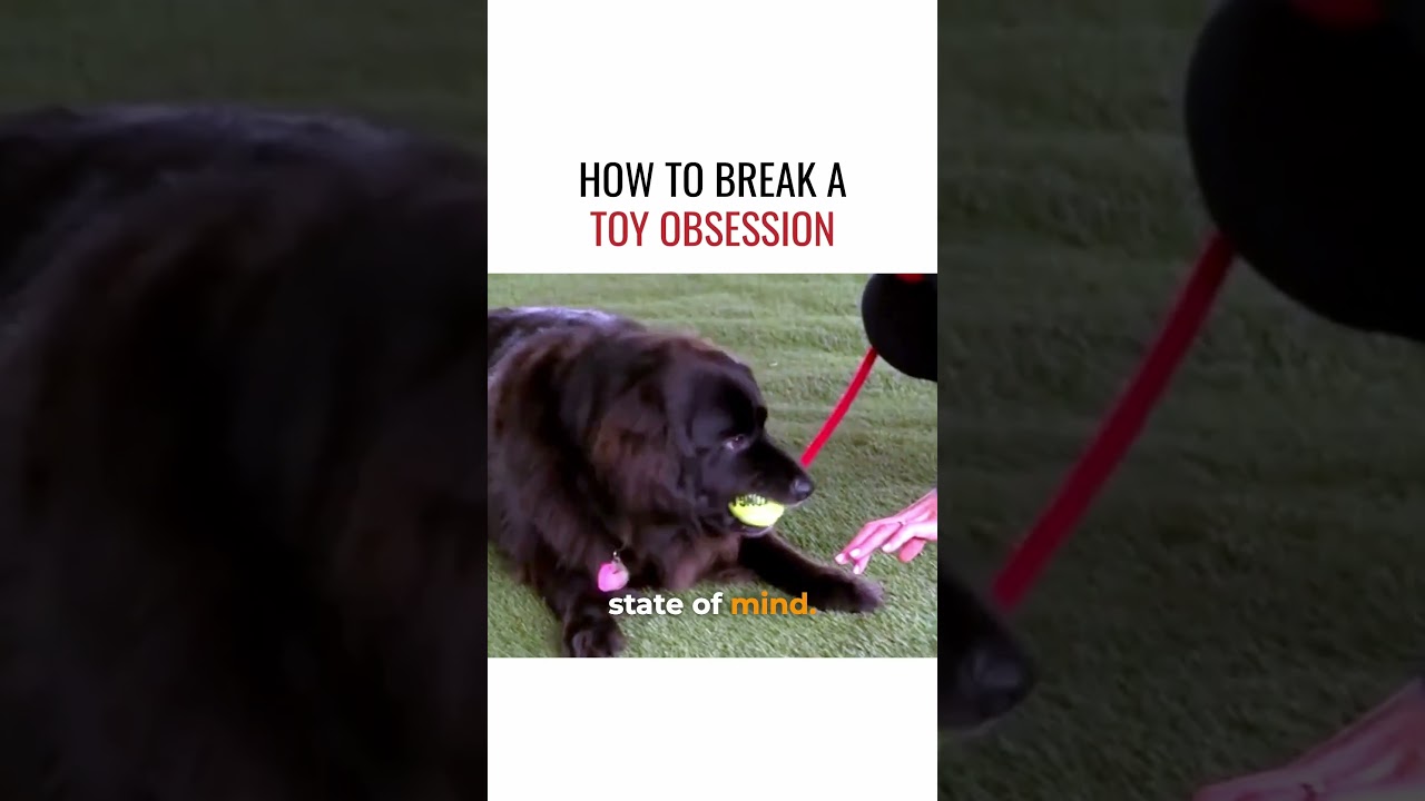 How To Break a Toy Obsession