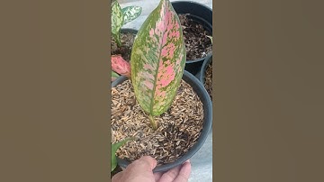 Aglaonema Lady Valentine From Cutting Propagation