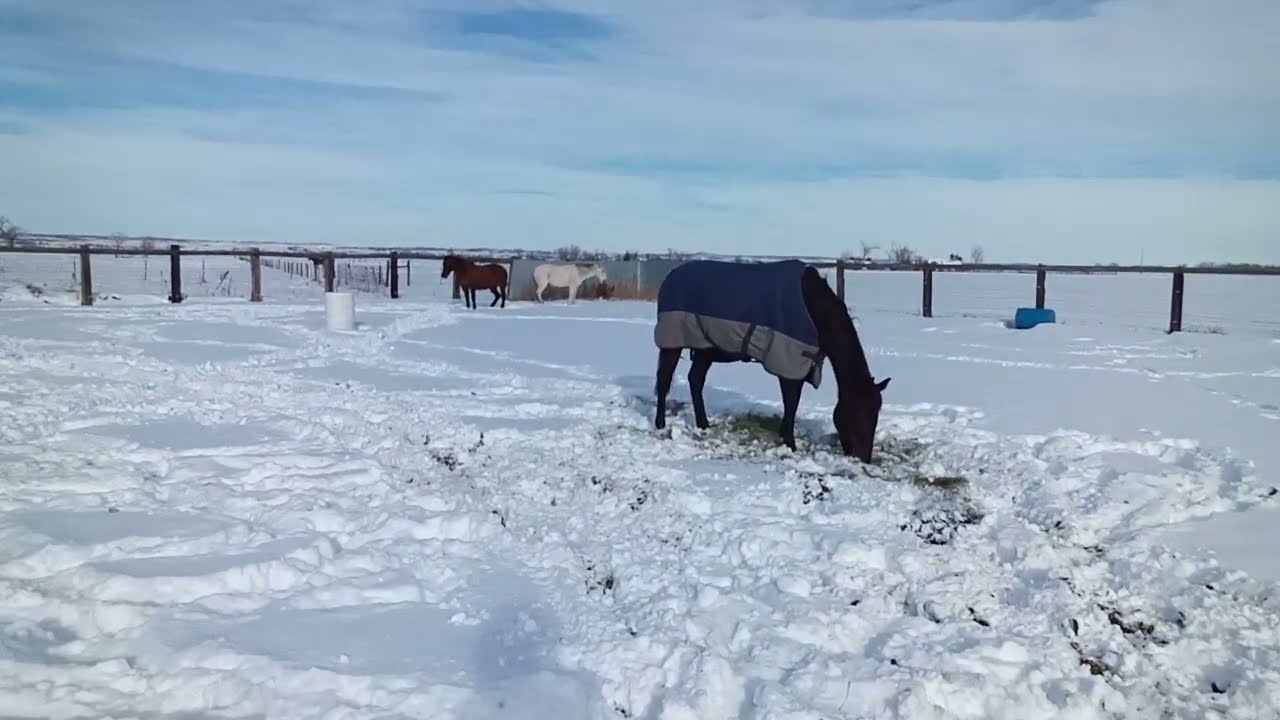 🥶 ❄️ COLD WEATHER HORSE WISDOM 