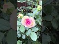 Eden Climber