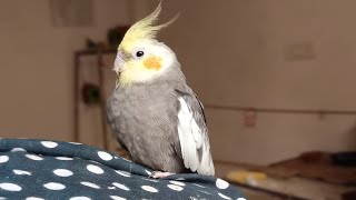 @MR.Bombastis-om8eb  Paradise for bird 💯% #birdcharping #voice #mokingbird