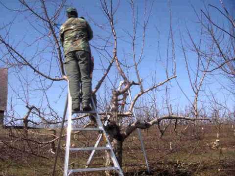 Time lapse of pruning an apple tree