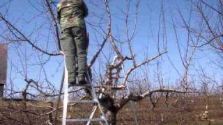 Time lapse of pruning an apple tree