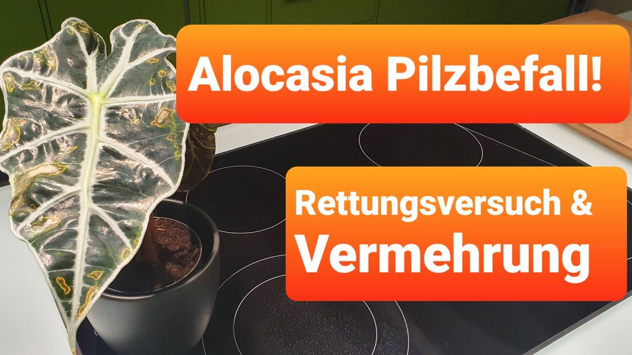 Alocasia Amazonica Pilzbefall! Rettungsversuch & Vermehrung |15. Dezember  2021