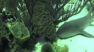 Aboard the Aqua Cat: Traveling the Wax Cay Cut.