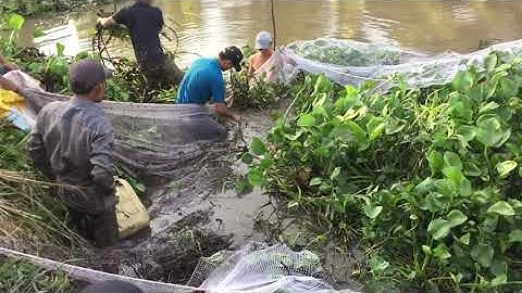 Một Lưới 40kg cá Thác lác Sông.