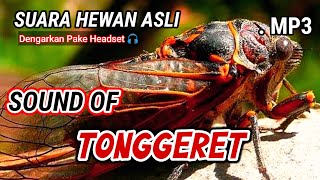 [ASMR] SUARA HEWAN SUARA TONGGERET #sh1-20