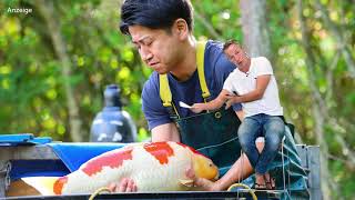 Modern Koi Blog #4092 - How to turn a garden pond into a koi pond