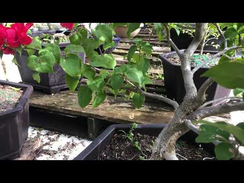 Video December 25, 2020 - youtube