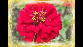 видео: БОТАНІЧНИЙ  2025 картинка: БОТАНІЧНИЙ  2025