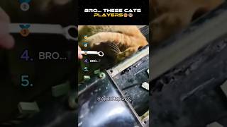 Bro… you never know what a cat will do next 😭💀 # cats #adoptcat #catenglish #trainedcats