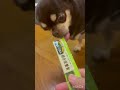 ワンちゃん日常#ちゅ〜るご飯あげると興奮し過ぎて🐶!😍❤️👍🤣ワンちゃん