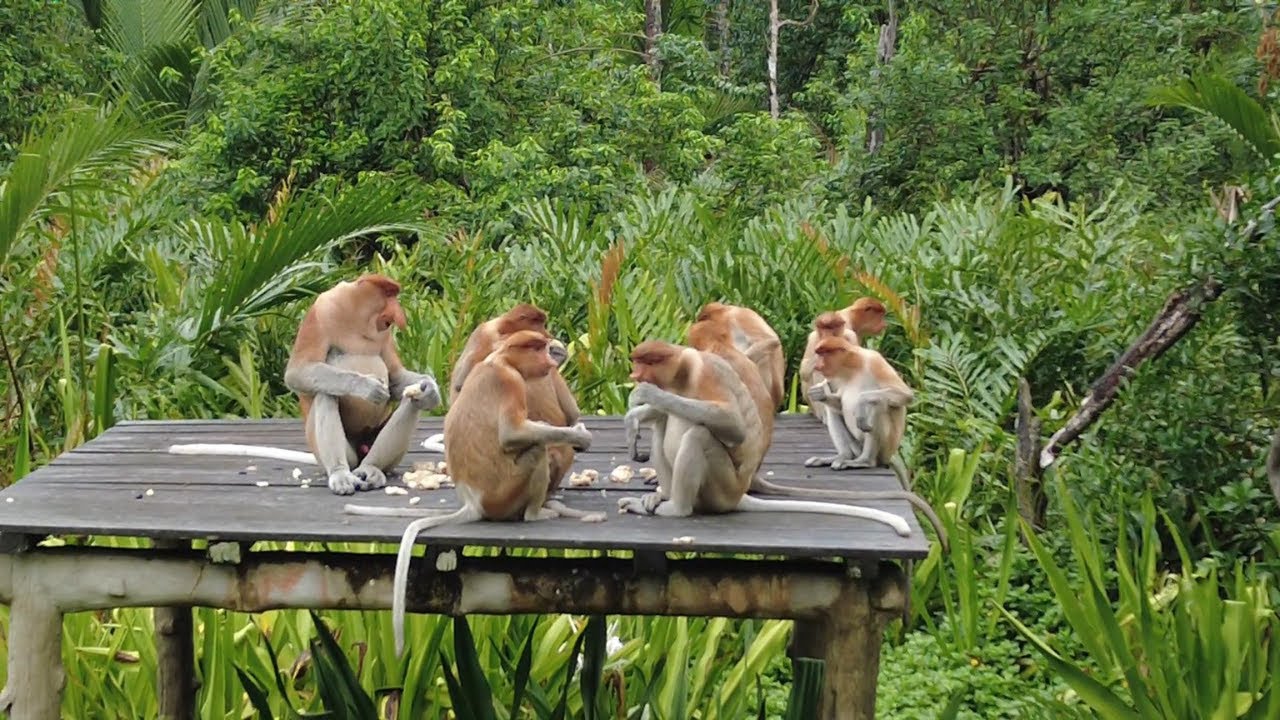 BIGGEST NOSE IN BORNEO - PROBOSCIS MONKEY SANCTUARY IN SABAH