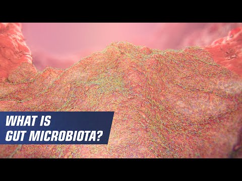 Video: Mengumpulkan Pandangan Evolusi Dari Urutan Genom Ragi Probiotik Saccharomyces Boulardii