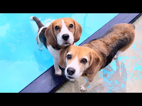 可愛すぎるビーグルのプール遊び【ビーグル多頭飼い】