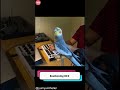 The Daily Smile Show Beatboxing Bird: The Parrot Who Rocks the Mic #shorts #parrot #funny #musical