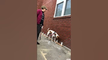 Training a Dog To Sniff Out Bed Bugs