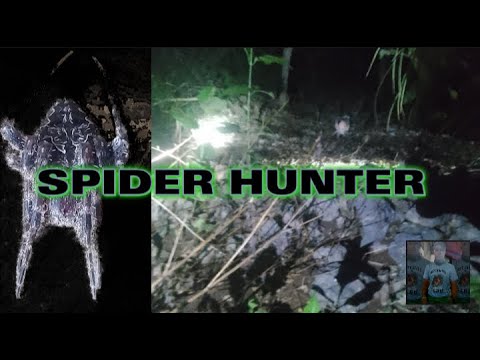 Spider hunt #2 - YouTube