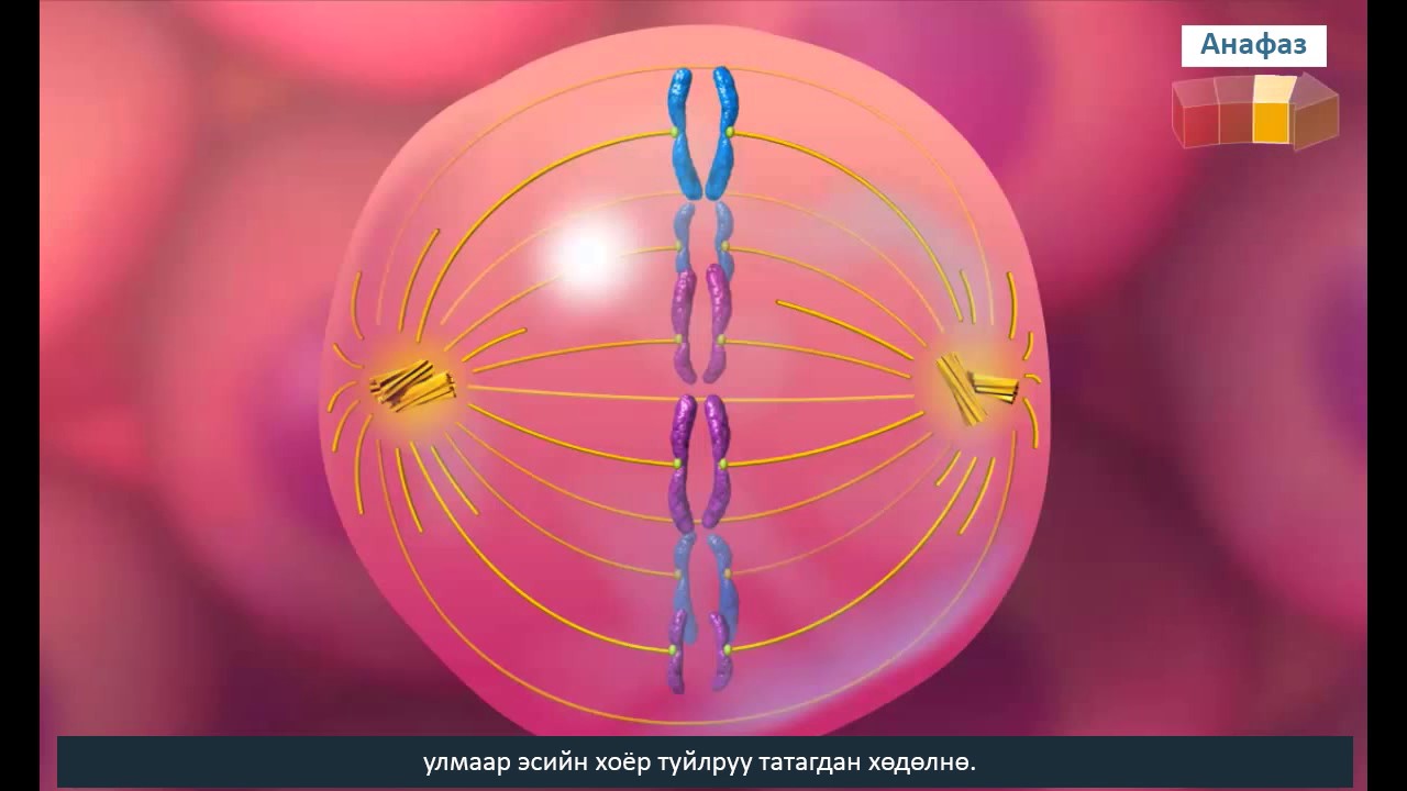 Деление Клетки По Цветку Жизни Фото — Mixyfotos.ru