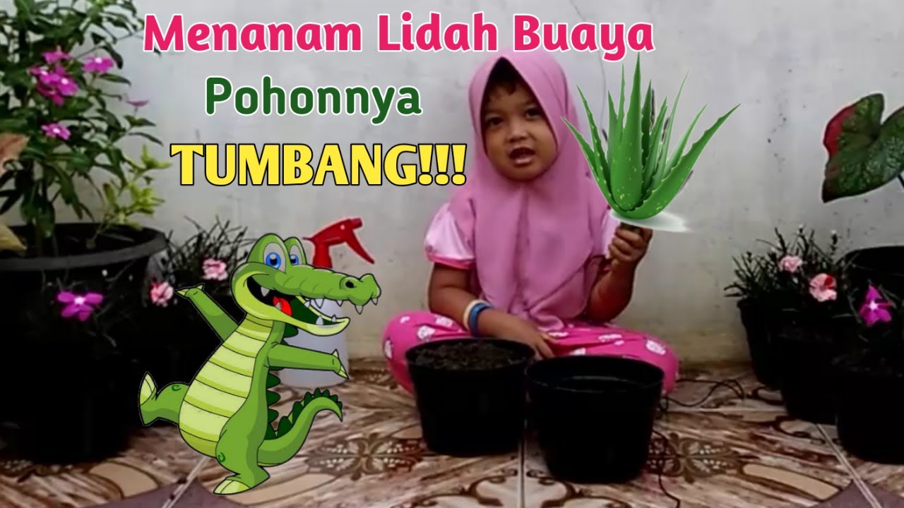 Gadis Cilik Menanam Bunga  3 Tanam Lidah  Buaya  Pohonnya 