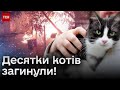 😰 У Києві згорів котячий притулок із тваринами всередині