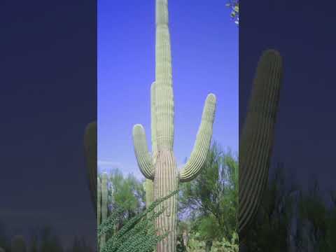 تصویری: Saguaro - بزرگترین کاکتوس در جهان