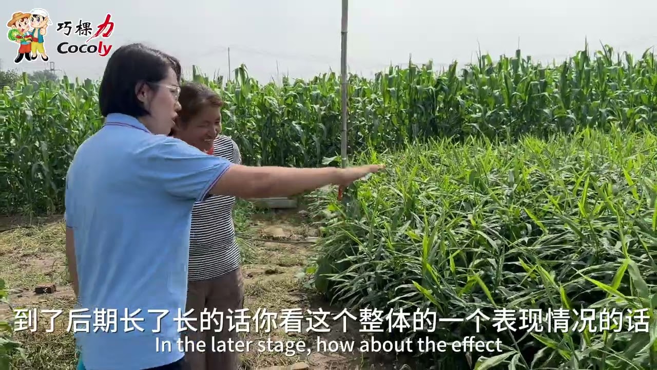 Cocoly fertilizer makes the ginger grow strong, farmers get high yields and like to use Cocoly