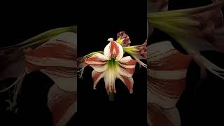 Human hearts are like flowers; coldness makes them wither #flowers #recommendations