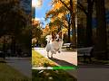 Papillon el pequeño perro real que hoy conquista hogares #pets #puppy #animals