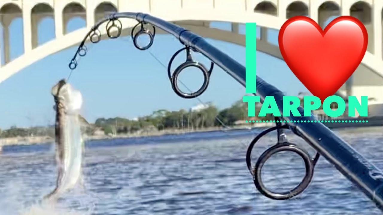 Tarpon fishing from my kayak, mullet run 2020 Daytona beach