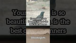 its a sign for you from allah do not loose hope #islamicshorts #hope #motivation