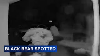 Bear seen roaming around Chester County neighborhood