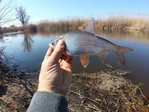 Рыбалка на СУЛЕ. Не попали на клев. Ловля плотвы.