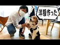 みやぞんの愛犬ラブ、オーダーメイドで作った服を買う