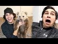 BEST MOMENTS OF TODD IN DAVID DOBRIK'S VLOGS 2018