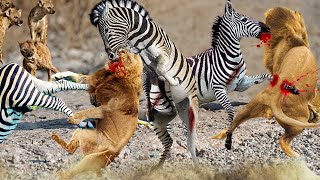 Fierce Battle... Fierce Zebra Fights Frenzy, Causing A Pack Of Hunting Lions To Be Seriously Injured