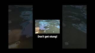 Don’t get stung by the sting rays! -song by queen