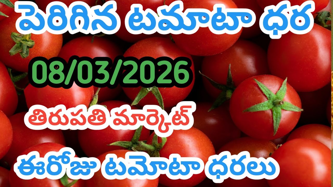 ఈరోజు తిరుపతి మార్కెట్ టమోటా ధరలు /08/03/26/Today Tomato Market Tirupati price in rate #tomato 
