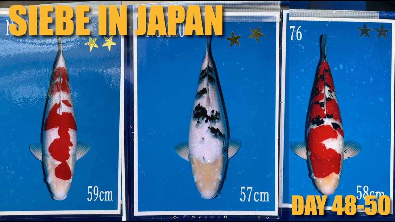 SAKAI CUP 2025 - Tamaura | Siebe In Japan Day 48-50