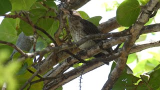 Pearly-Eyed Thrasher Margarops Fuus Densirostris, Guadeloupe