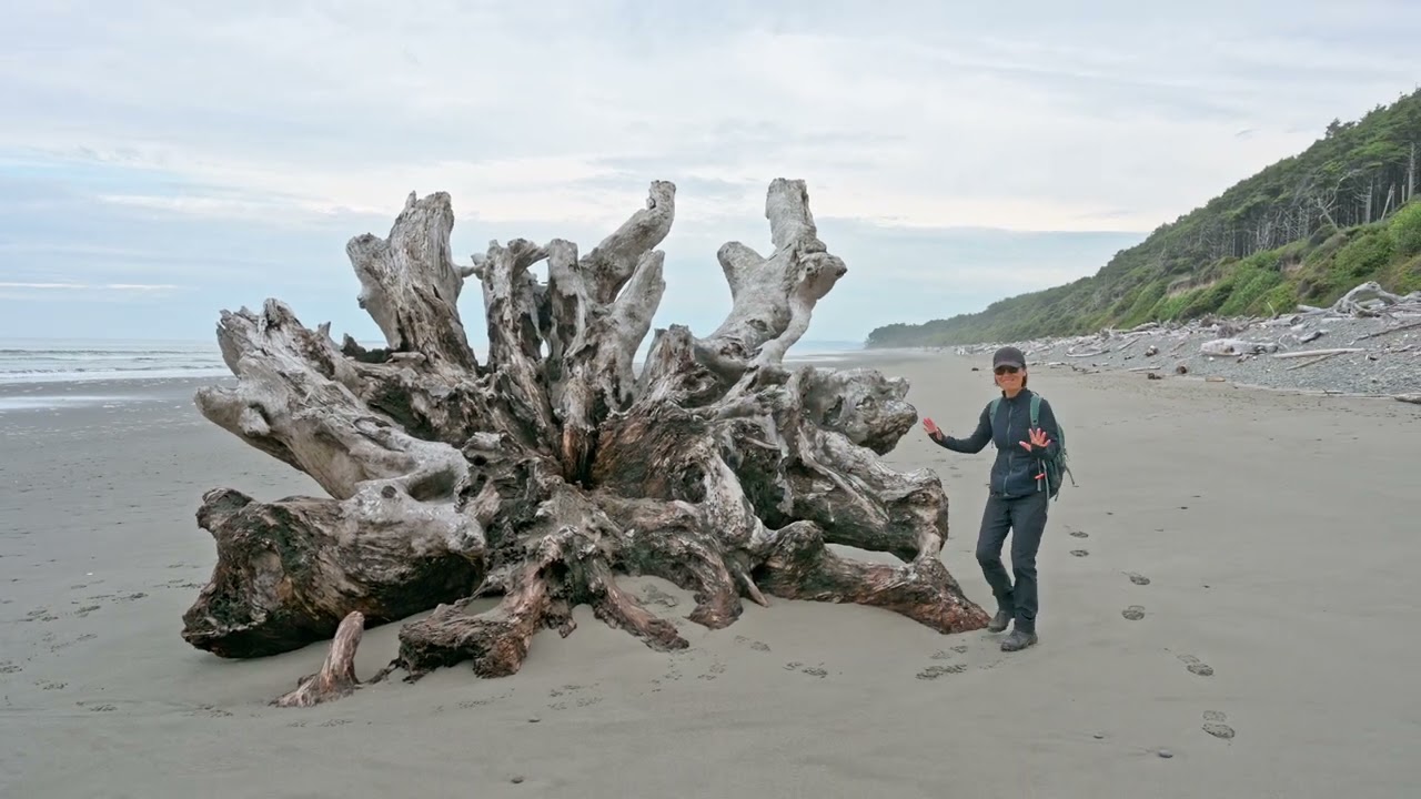 KALALOCH  to QUEETS RIVER Mouth, Olympic Peninsula, WA, USA (4K)