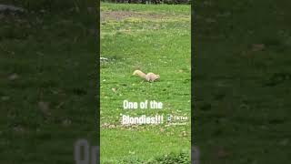 Little Blonde Squirrel
