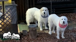 できればお留守番したくないルンルンとアラン　Great Pyrenees　グレートピレニーズ