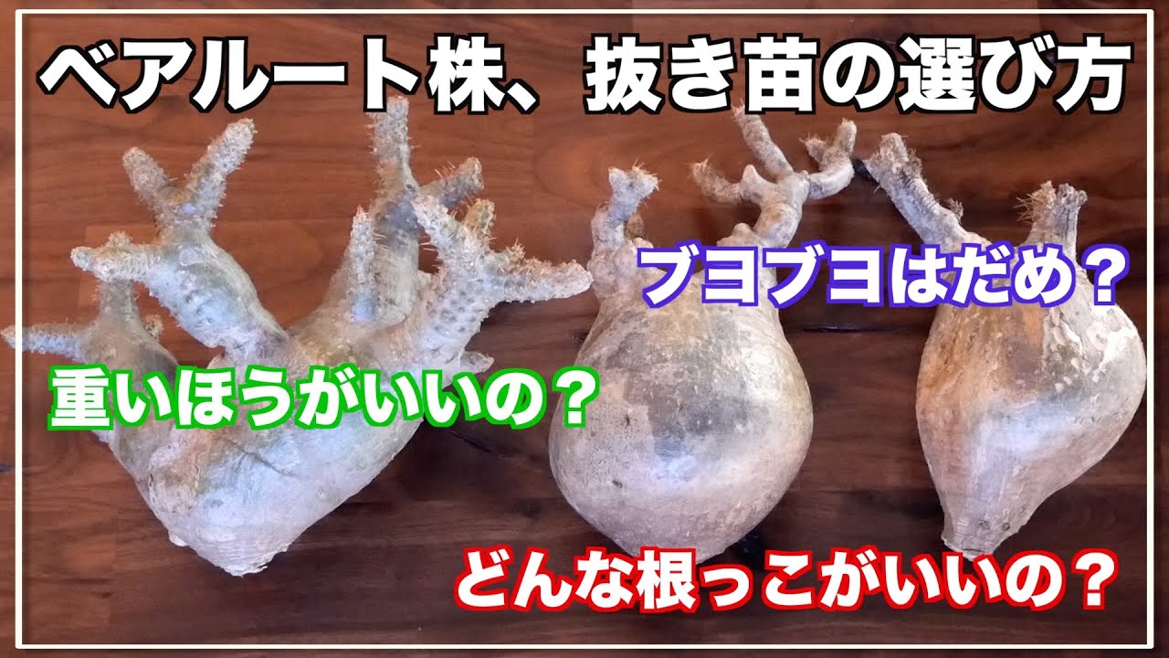 パキポディウム】発根しやすい良質な株の見分け方｜Pachypodium