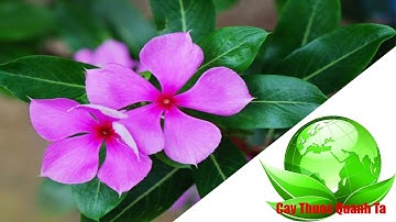 Bài thuốc nam từ cây Dừa Cạn cực hiệu nghiệm